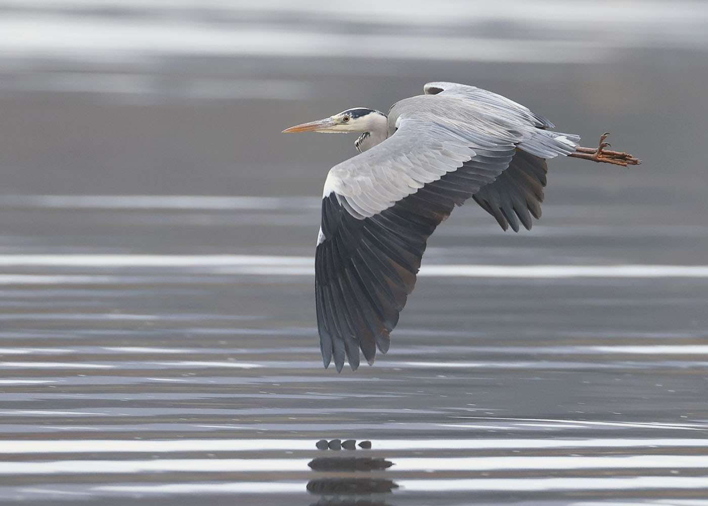 Grey Heron by Steve Hopper at Exe estuary