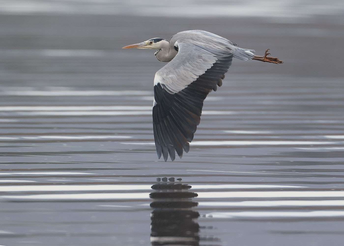 Grey Heron by Steve Hopper at Exe estuary