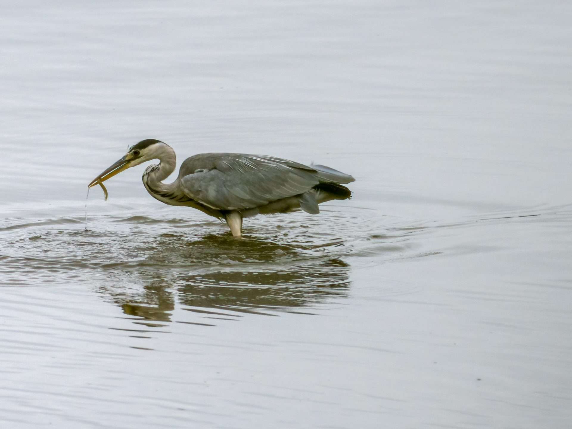 Grey Heron by Wayne Emery at Plym Estuary