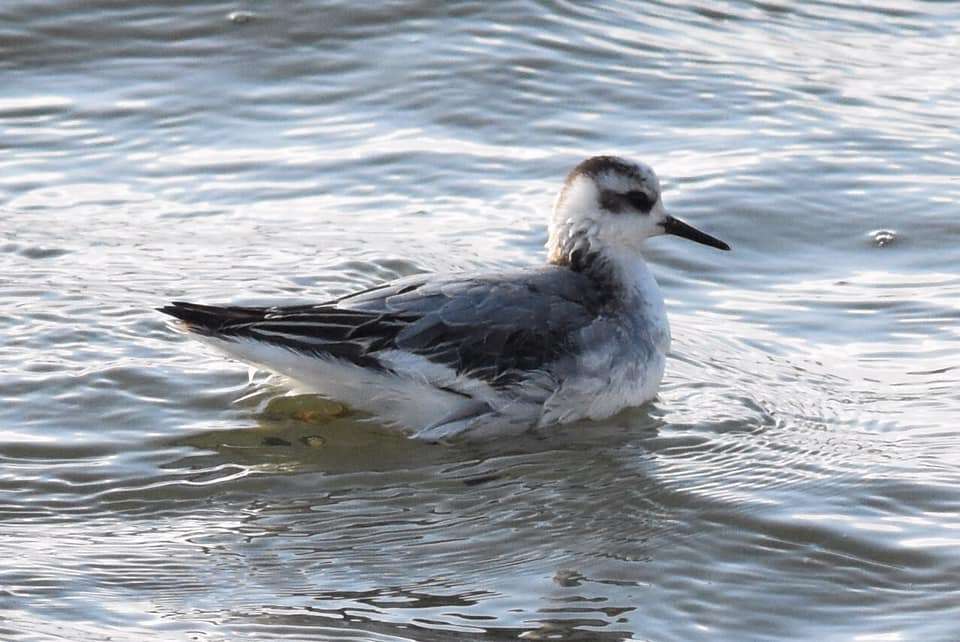 Grey Phalarope by Duncan Leitch at Plymouth Hoe