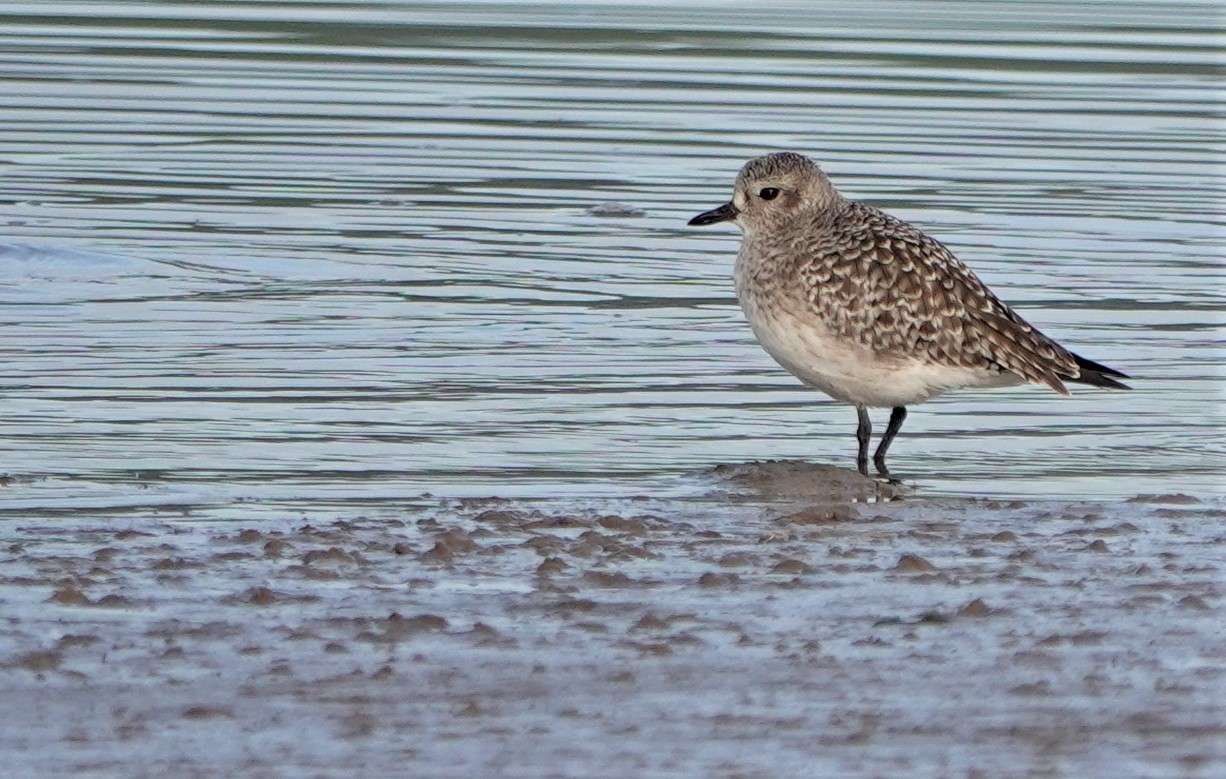 Grey Plover at Fremington Quay by Paul Howrihane - Devon Birds