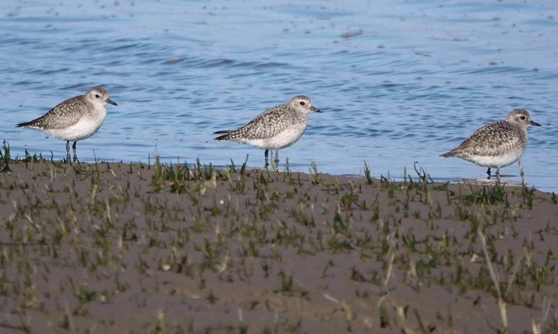 Grey Plover by Paul Howrihane at Northam Burrows
