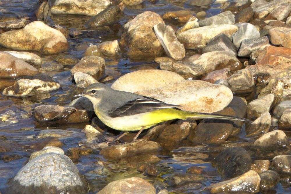 Grey Wagtail by John Reeves at River Otter near Ottery St Mary