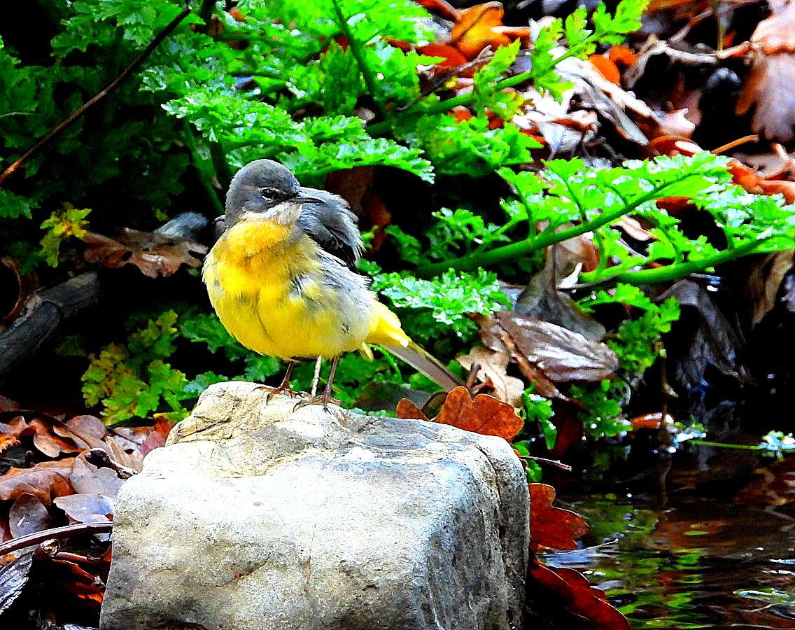 Grey Wagtail by Kenneth Bradley at Parke NT