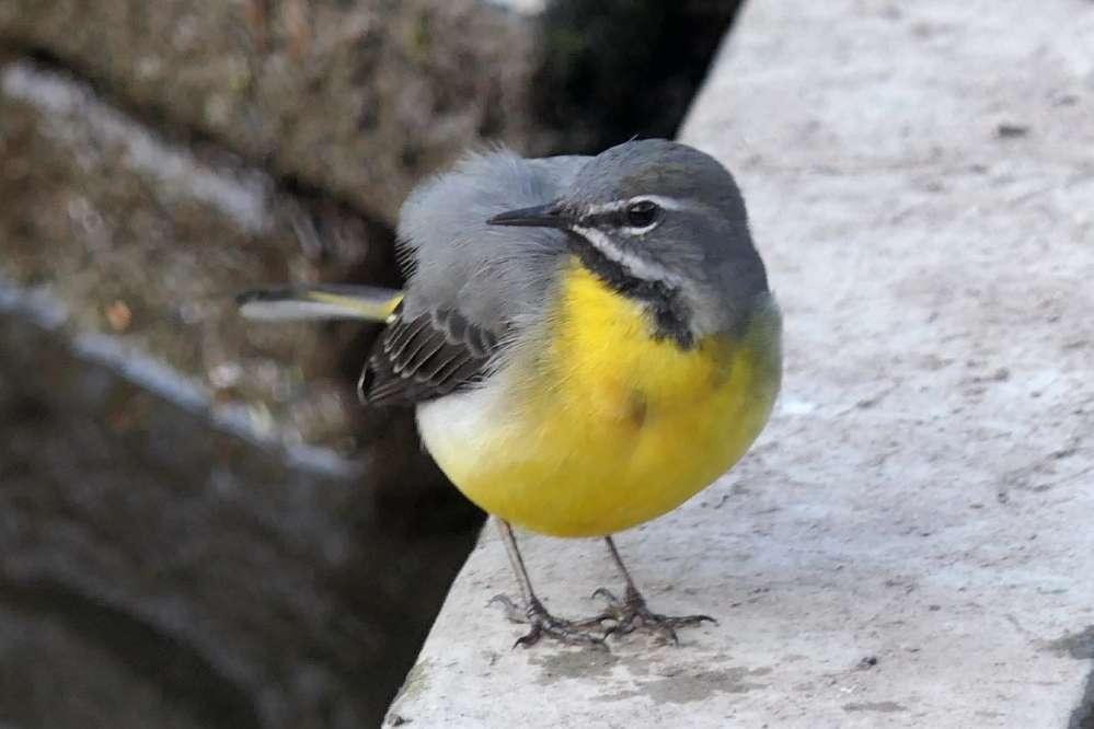 Grey Wagtail by Martin Thorne at Bicclescombe Park