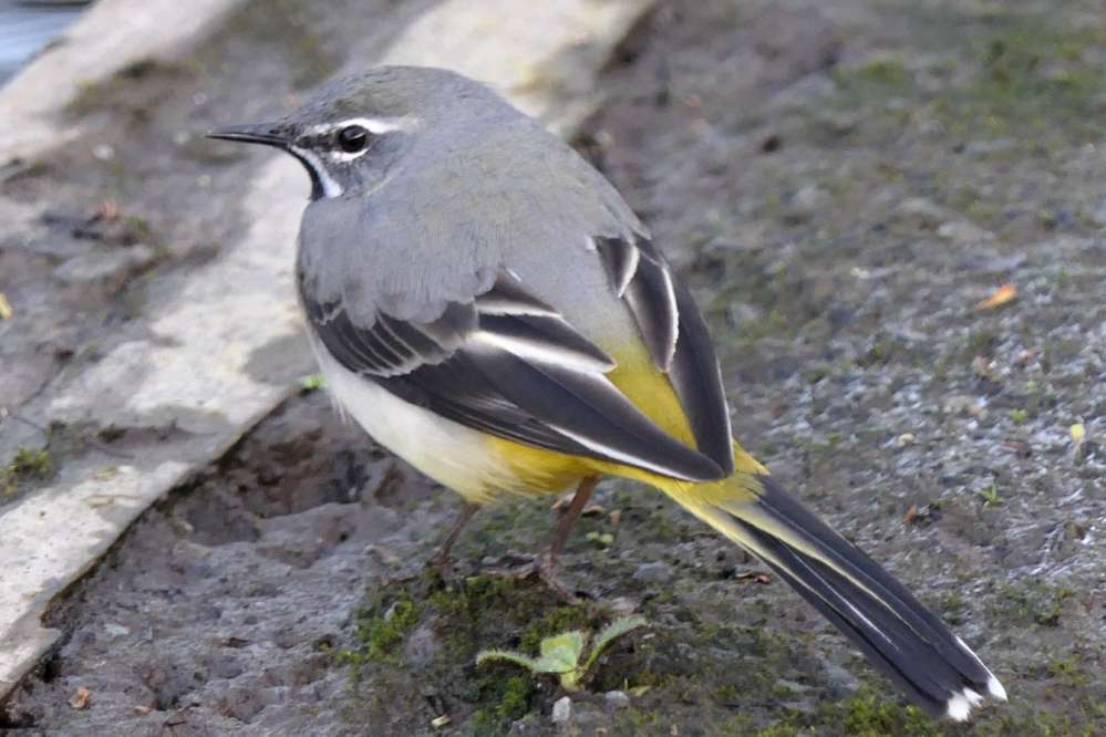 Grey Wagtail by Martin Thorne at Ilfracombe Bicclescombe Park