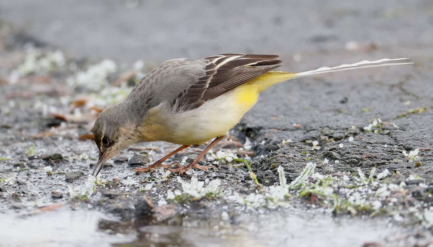 Grey Wagtail by Steve Hopper at Broadsands