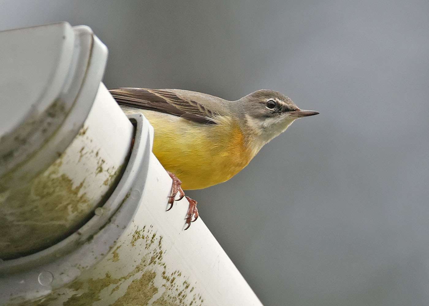 Grey Wagtail by Steve Hopper at Lopwell