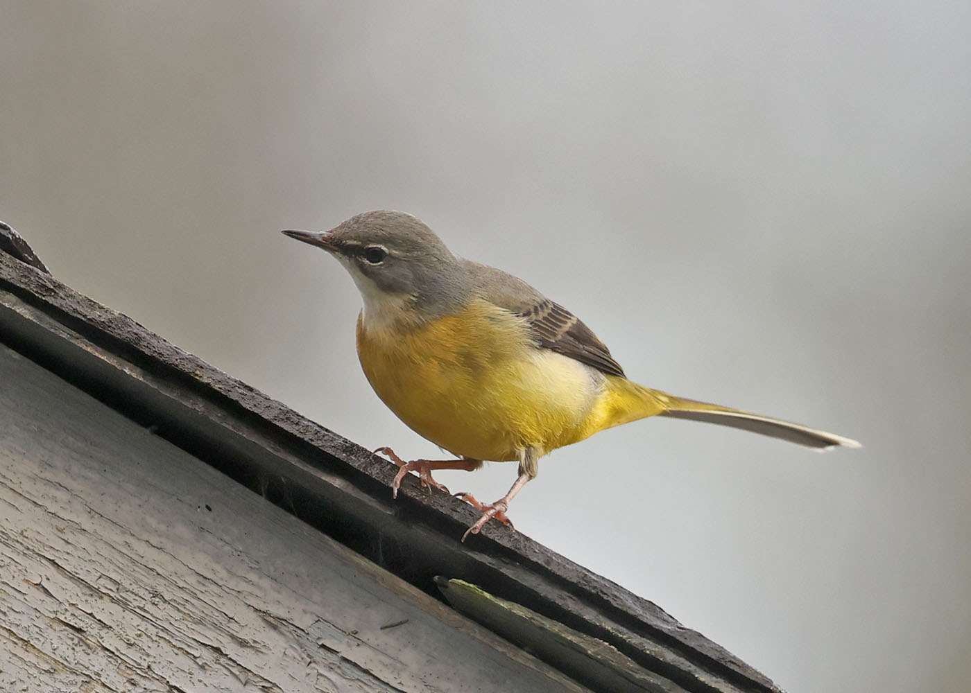 Grey Wagtail by Steve Hopper at Lopwell