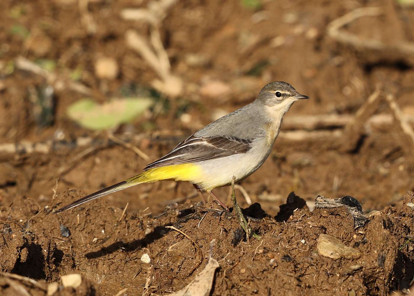 Grey Wagtail by Steve Hopper at South Brent