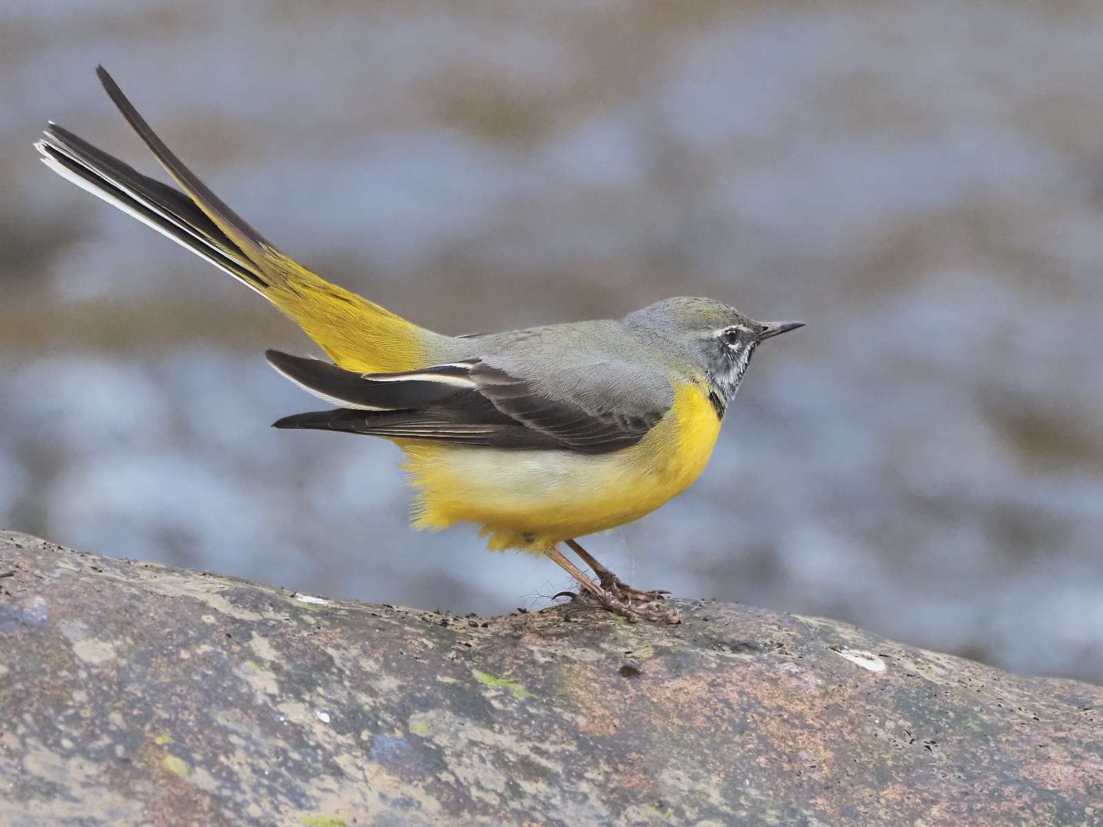 Grey Wagtail by Tom Wallis at Fingle Bridge