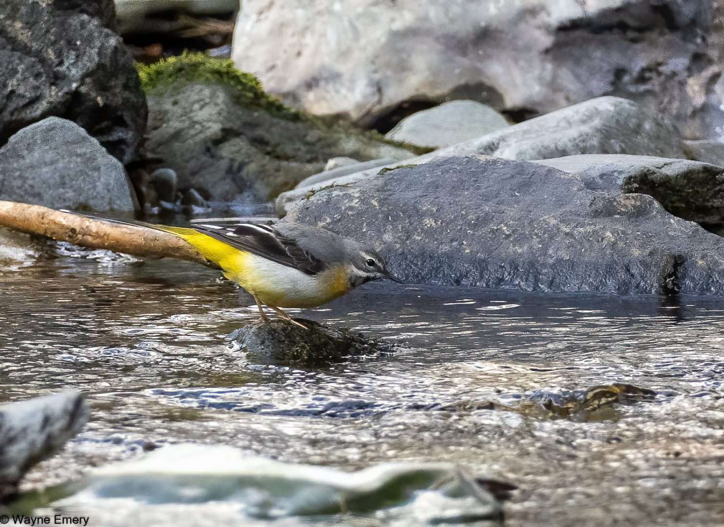Grey Wagtail by Wayne Emery at Plym Bridge