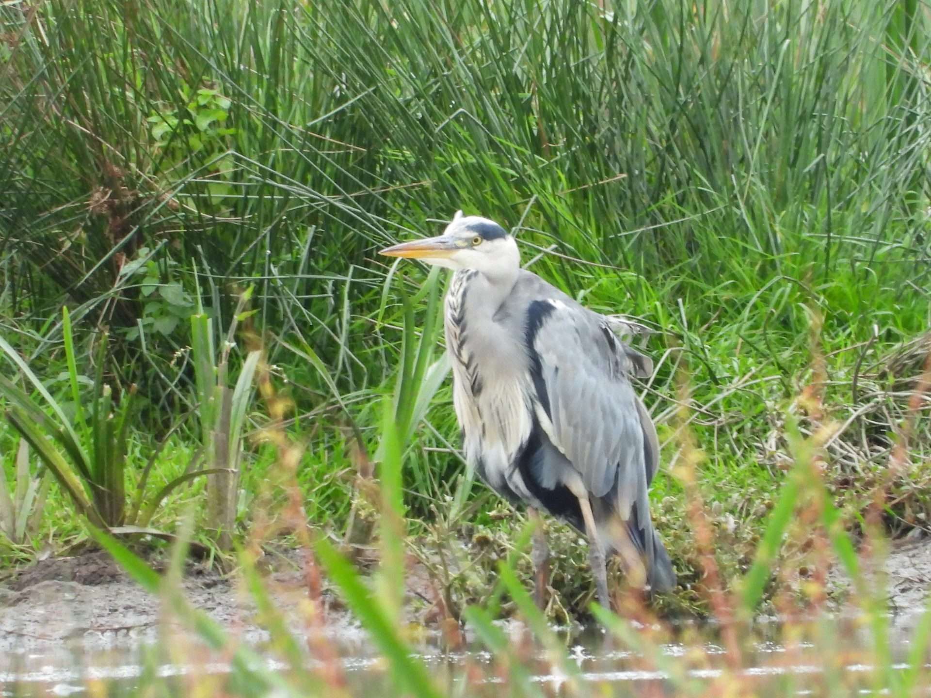 Grey heron by Kenneth Bradley at Exminster marshes RSPB