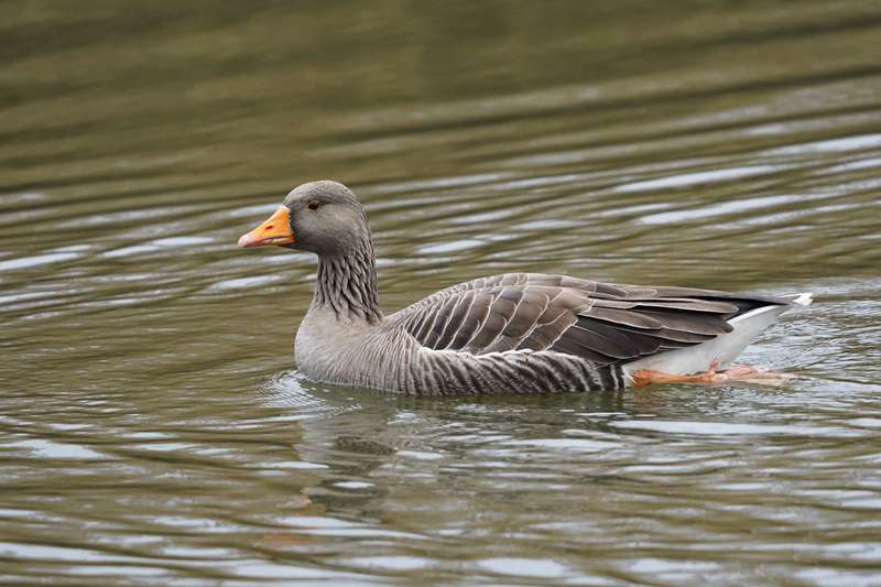 Greylag Goose by Keith Mcginn at River Teign