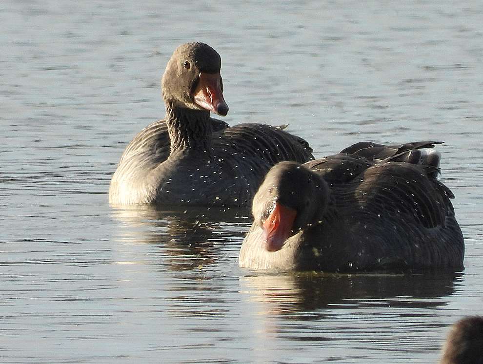 Greylag Goose by Kenneth Bradley at Exminster marshes RSPB