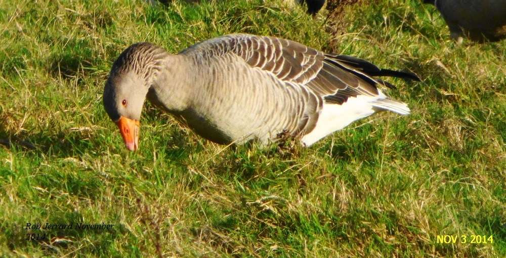Greylag Goose by Rob Jerrard at Bowling Green Marsh