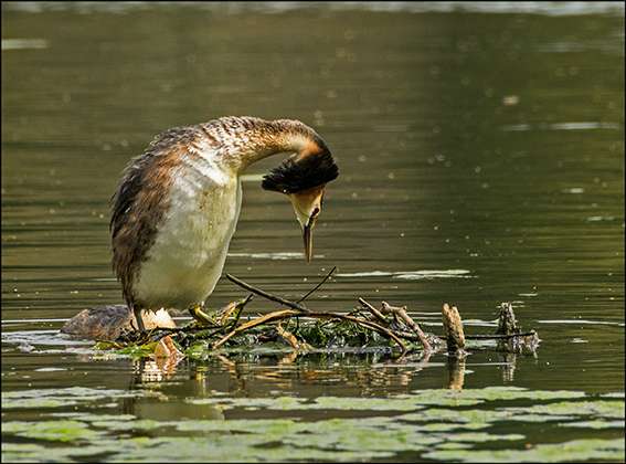 Gt Crested grebe by Ron Champion at Stover C.P.