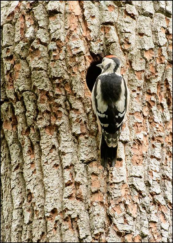 Gt. Spotted woodpecker by Ron Champion at Stover C.P.