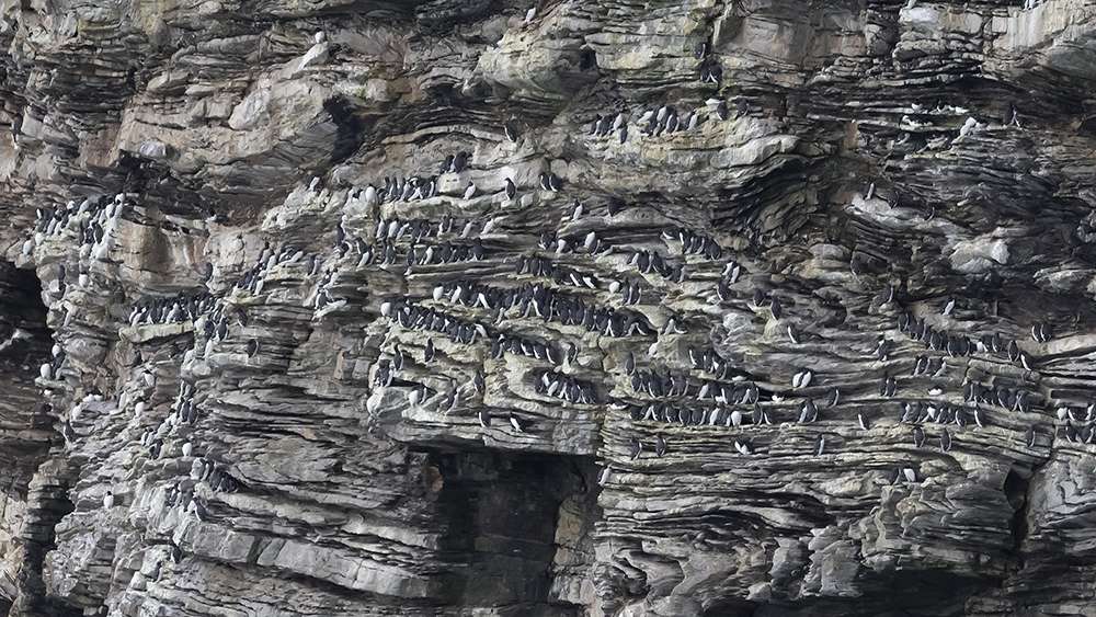 Guillemot by Andrew Barnes at Berry Head Nature Reserve