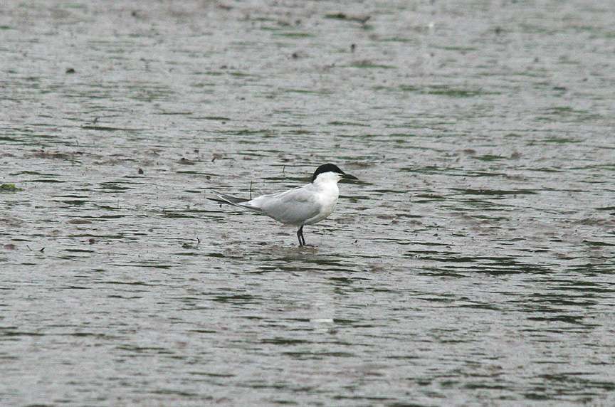 Gull-billed Tern by Dave Stone at Passage House Inn