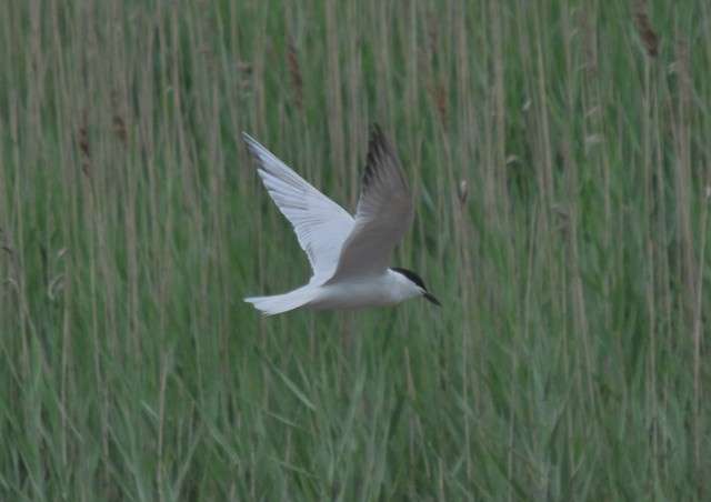 Gull-billed Tern by Simon Thurgood at Passage House Inn