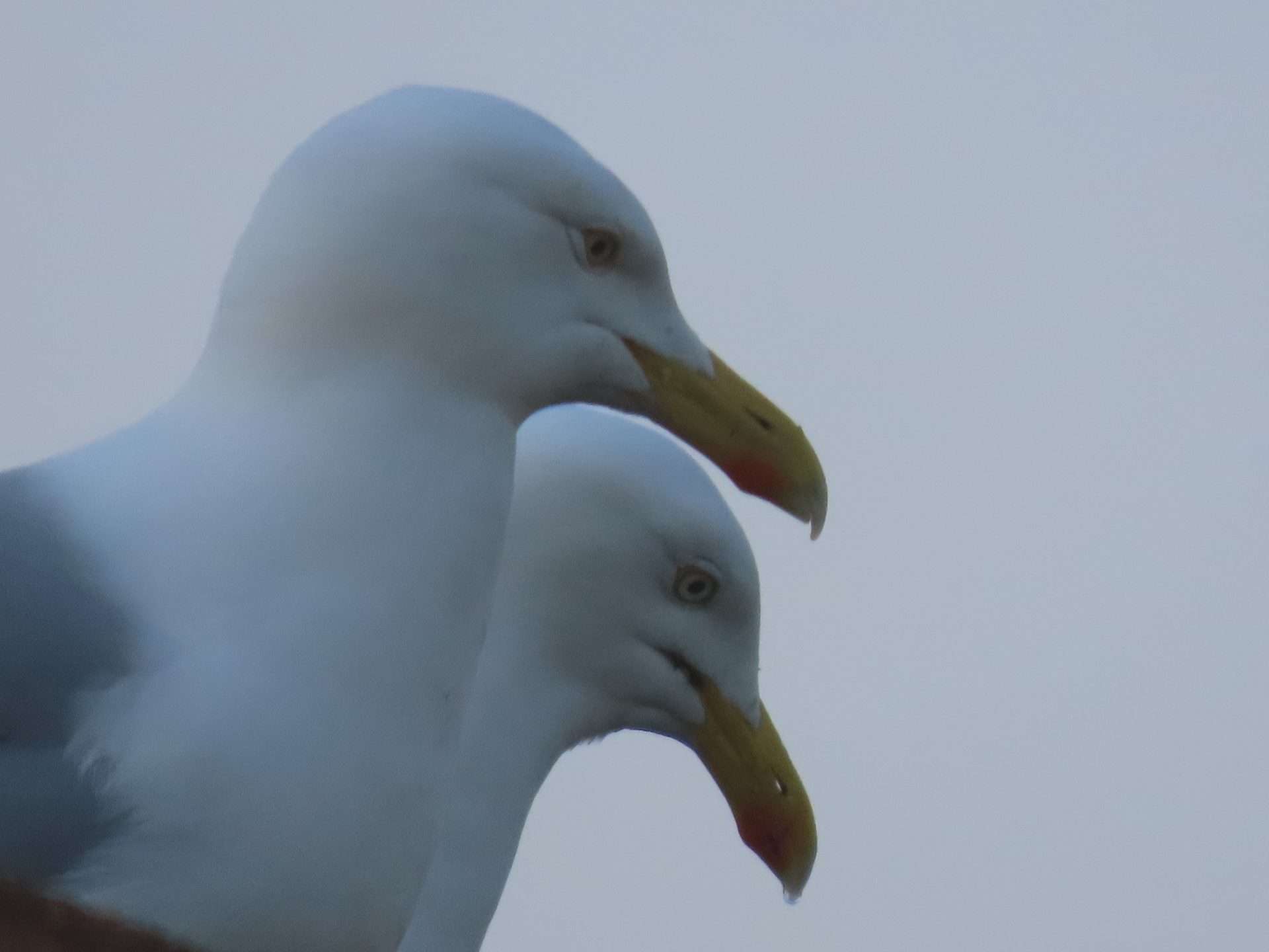 HERRING GULLS by Ken Flaxman at FROM MY HOUSE AT TEIGNMOUTH