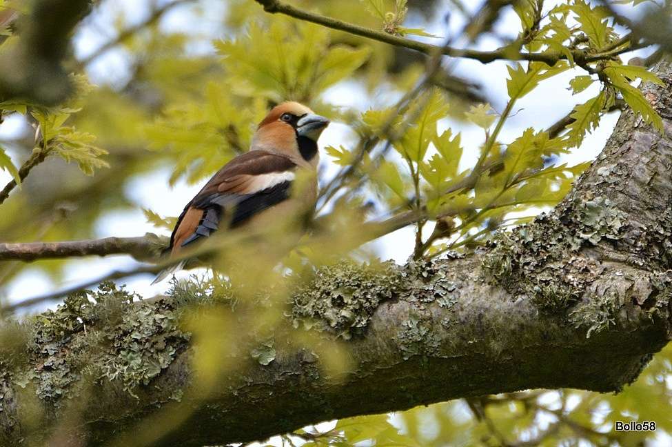 Hawfinch by Chris Bollen at Lundy