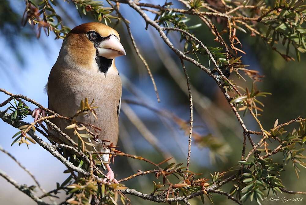 Hawfinch by Mark Dyer at East Budleigh