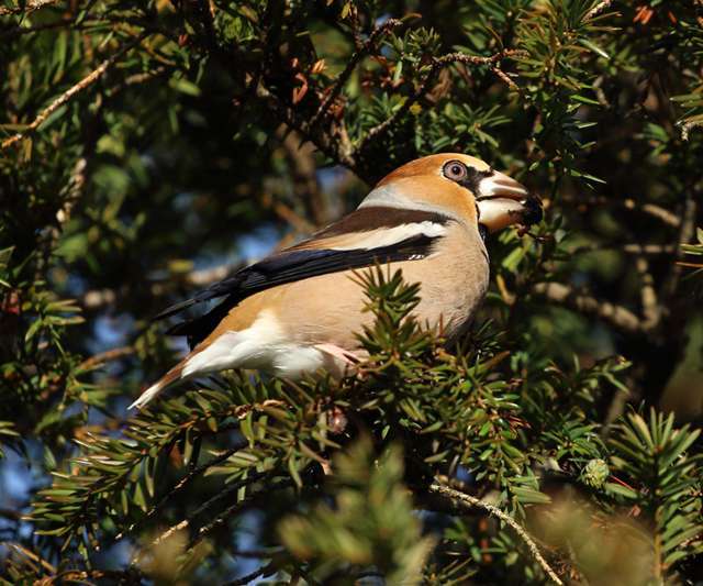Hawfinch by Steph Murphy at East Budleigh Church