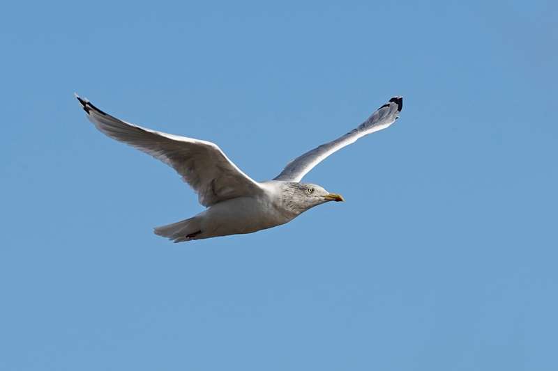 Herring Gull by Keith Mcginn at River Teign
