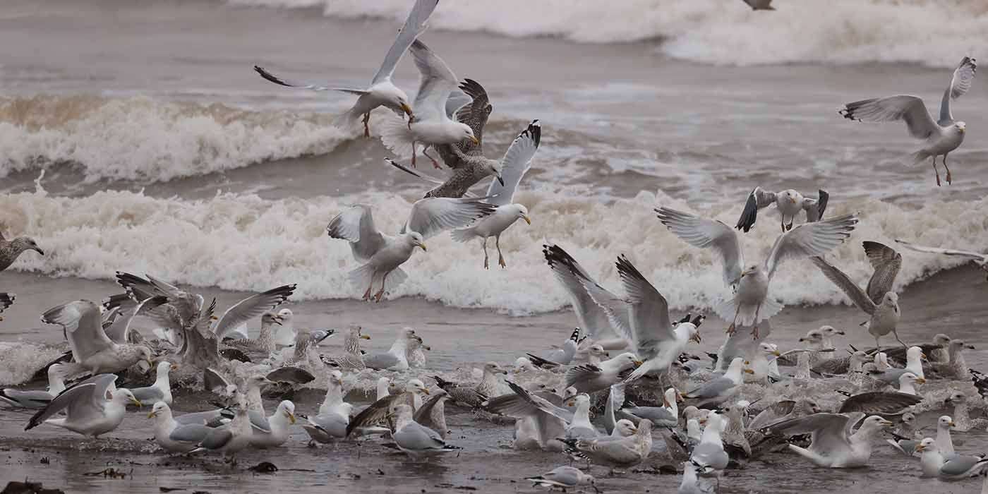 Herring Gull by Steve Hopper at Broadsands