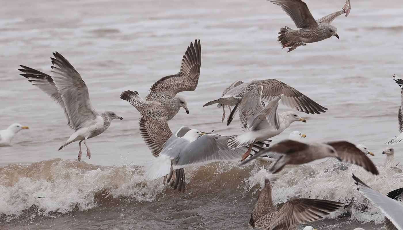 Herring Gull by Steve Hopper at Broadsands