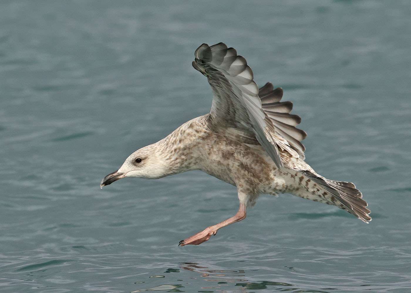 Herring Gull by Steve Hopper at Torbay