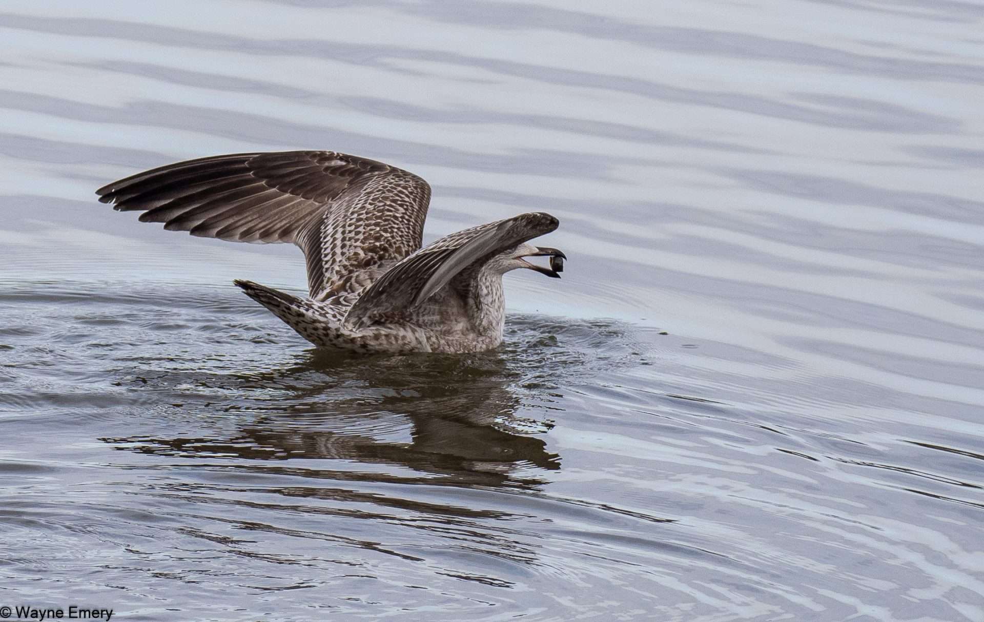 Herring Gull by Wayne Emery at Blaxton Meadow