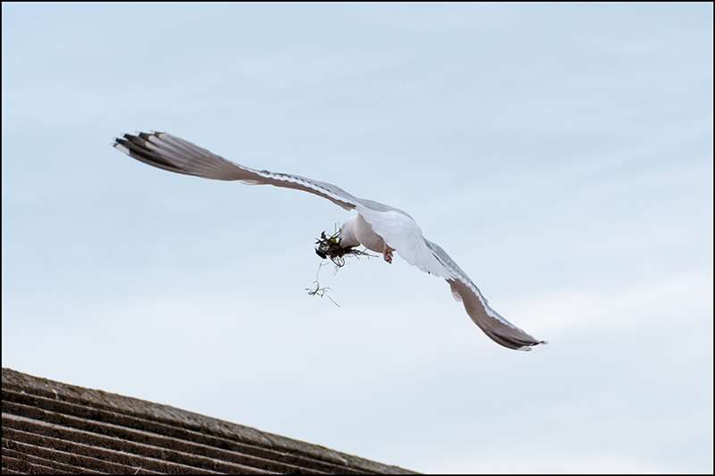 Herring gull by Ron Champion at Whiterock