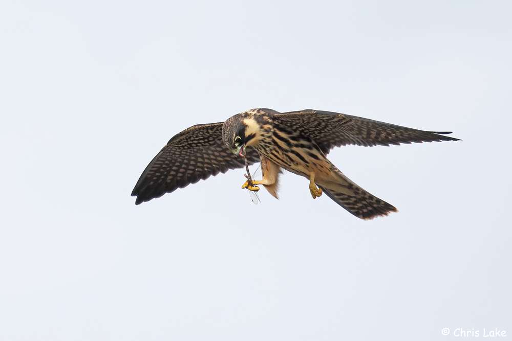 Hobby by Christopher Lake at Beesands