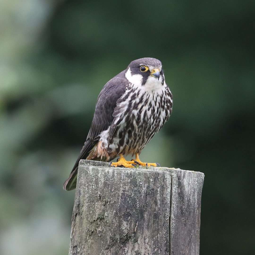 Hobby at South Brent by Steve Hopper - Devon Birds