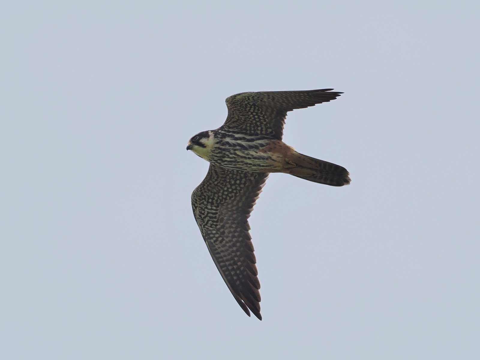 Hobby by Tom Wallis at Exminster Marshes
