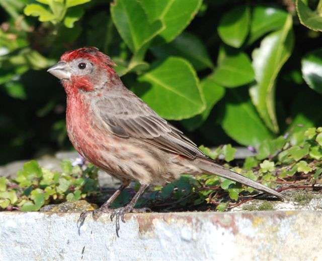 House Finch by Pat Mayer at Prawle