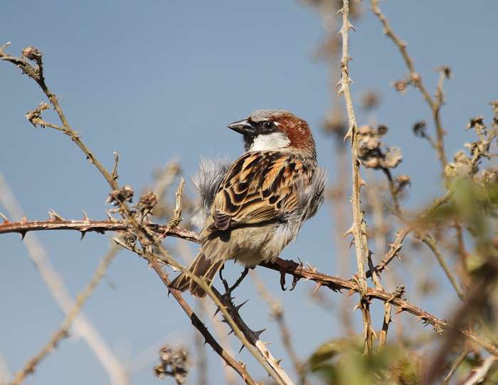 House Sparrow by Alan Livsey at Ernesettle