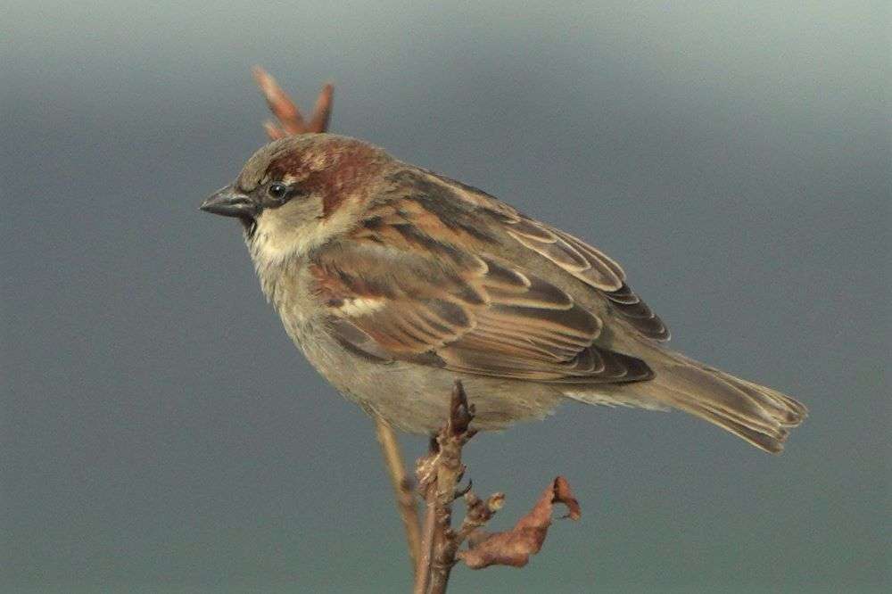 House Sparrow by John Reeves at Talaton