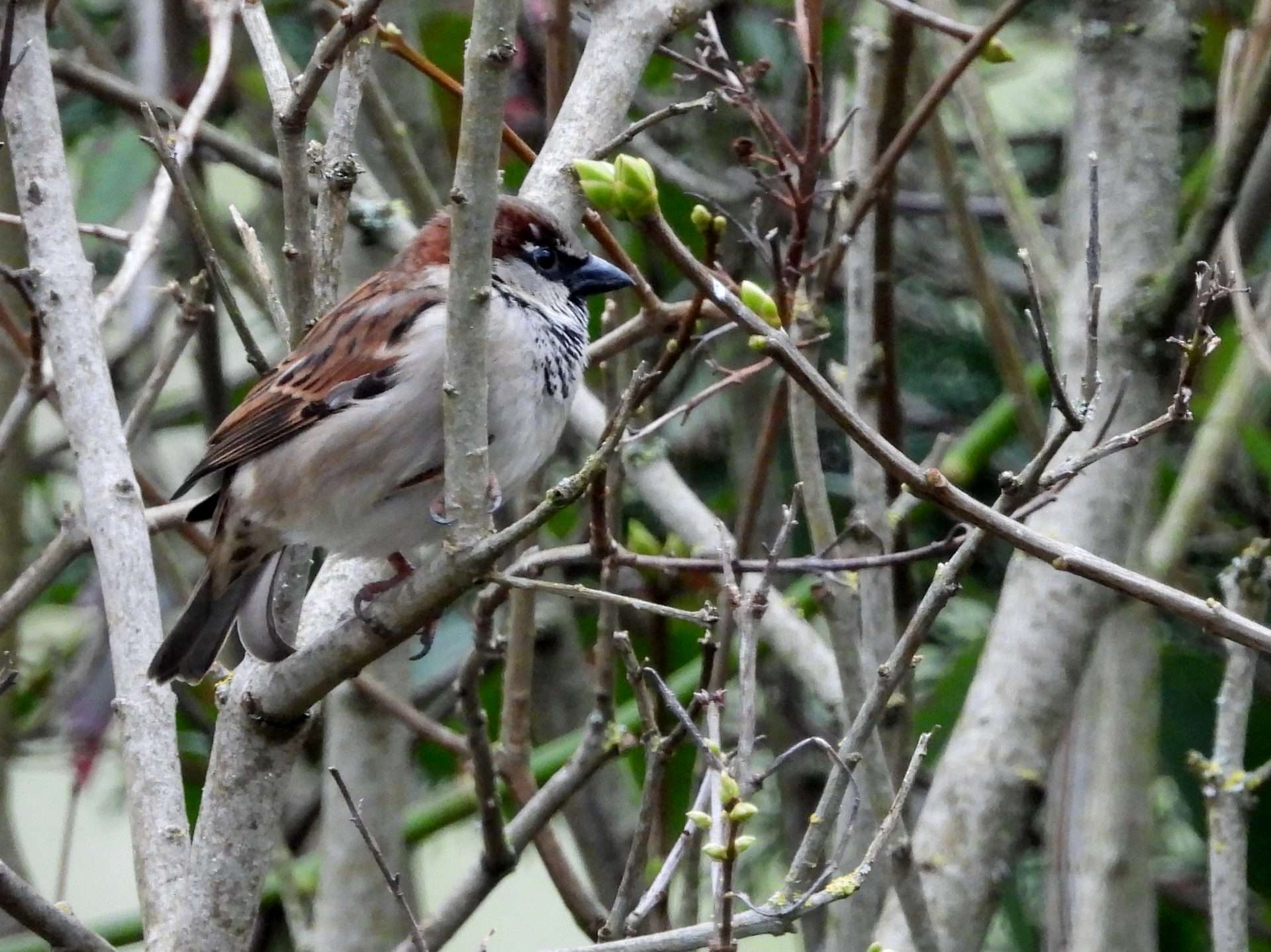 House Sparrow by Kenneth Bradley at Combeinteignhead