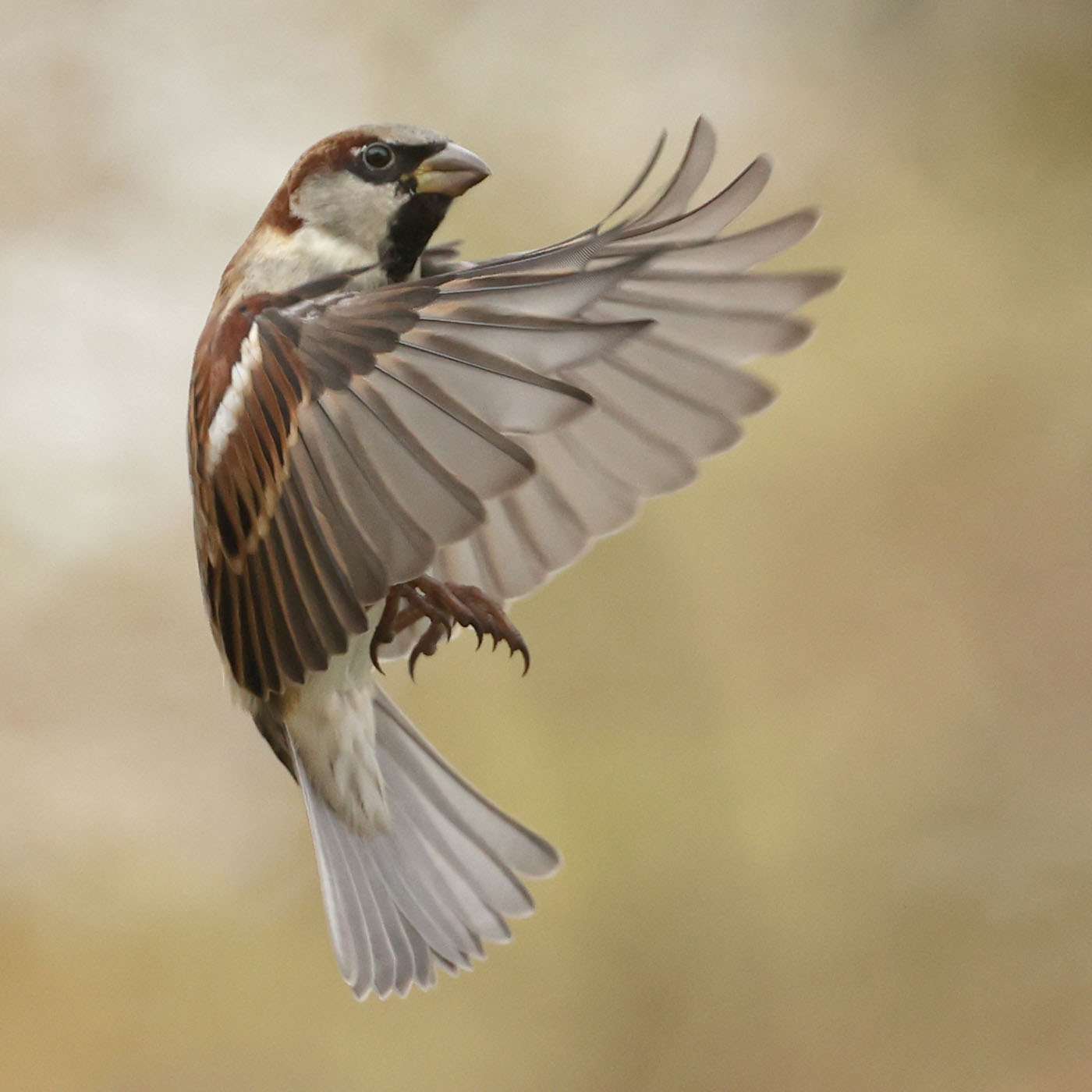 House Sparrow by Steve Hopper at South Brent