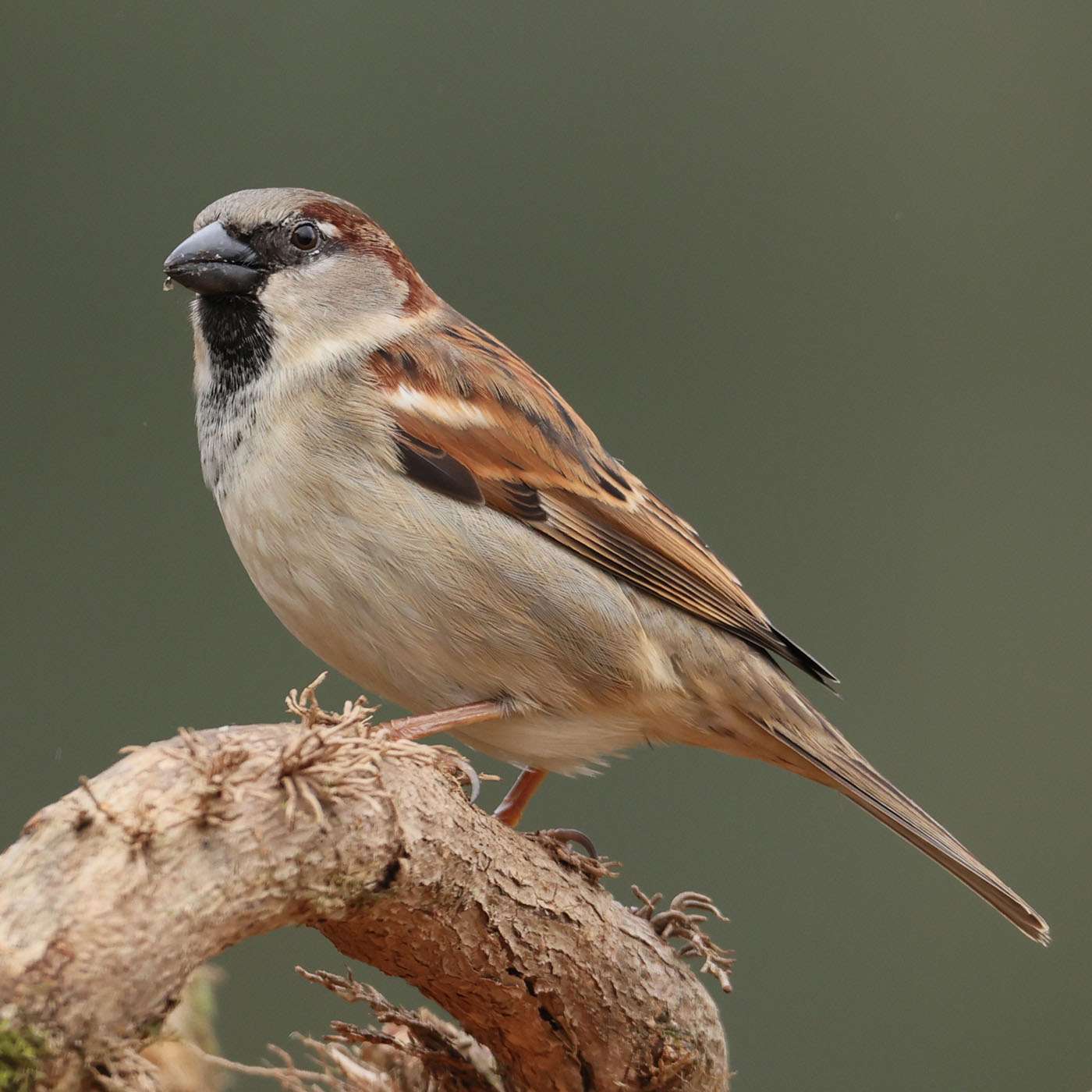 House Sparrow by Steve Hopper at South Brent