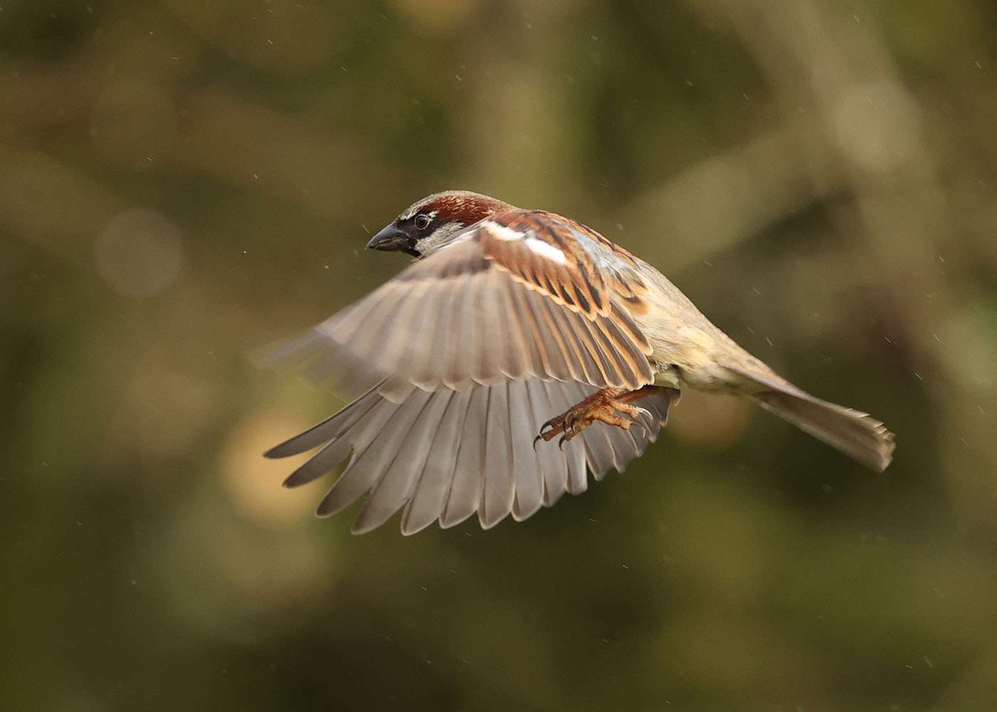 House Sparrow by Steve Hopper at South Brent