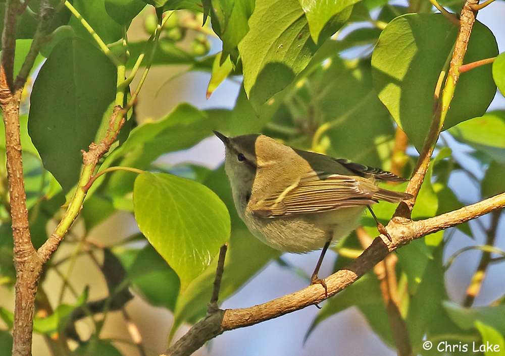 Hume's Warbler by Christopher Lake at Berryhead