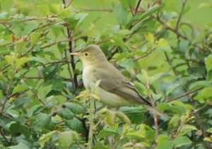 Icterine Warbler at Prawle by Pat Mayer on August 31 2009