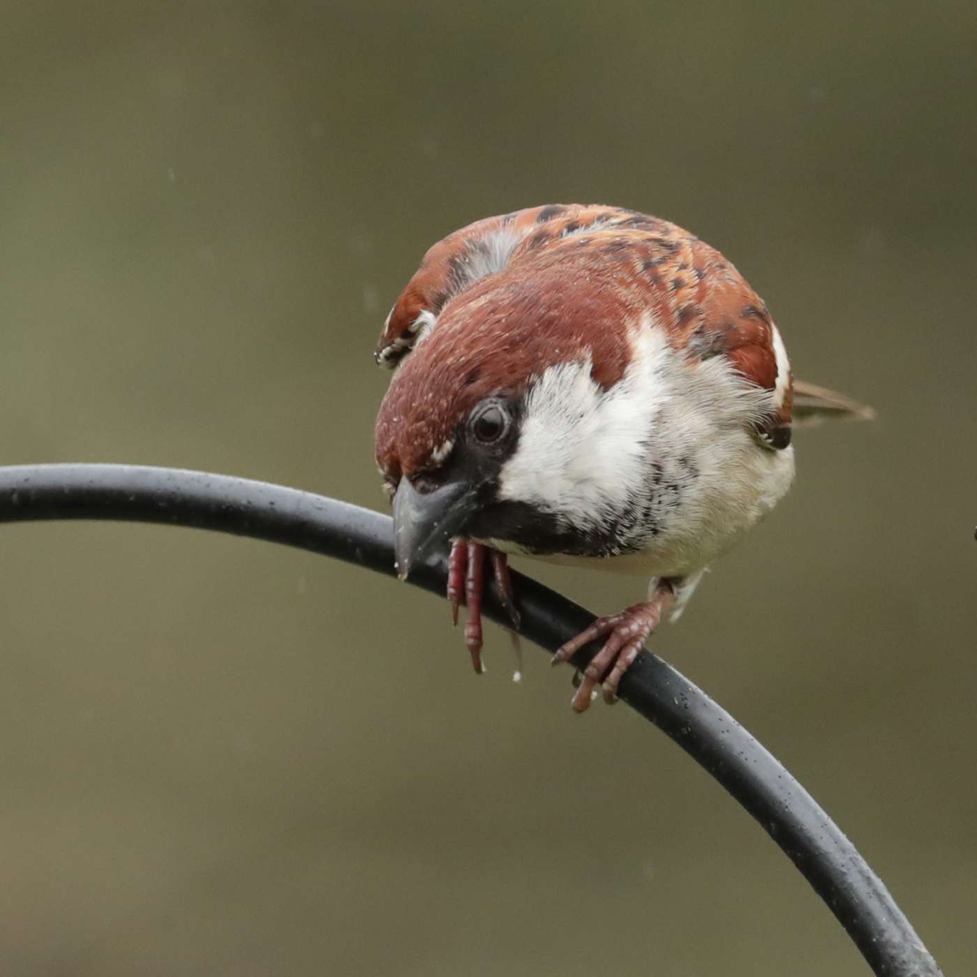Italian Sparrow sp by Steve Hopper at South Brent