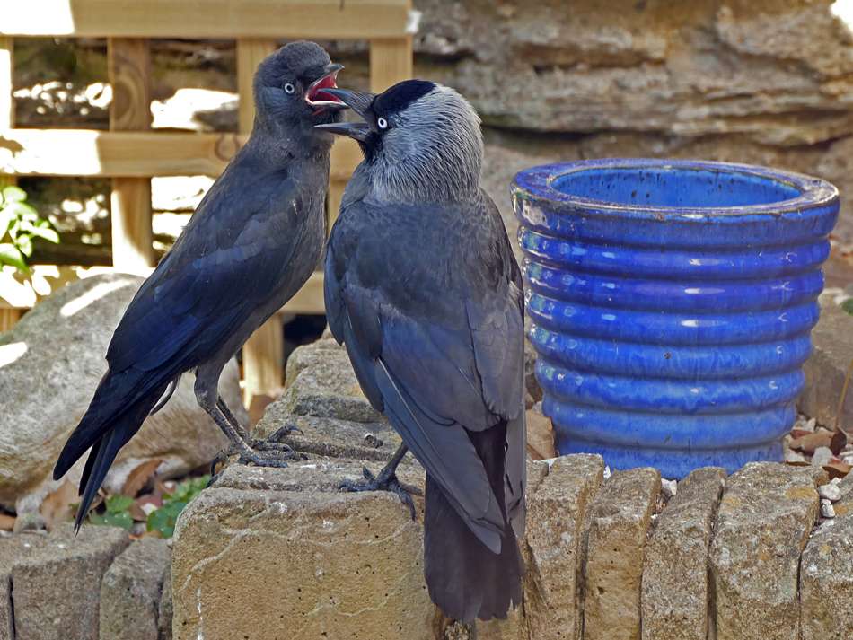 Jackdaw by Derek Stacey at Chambercombe