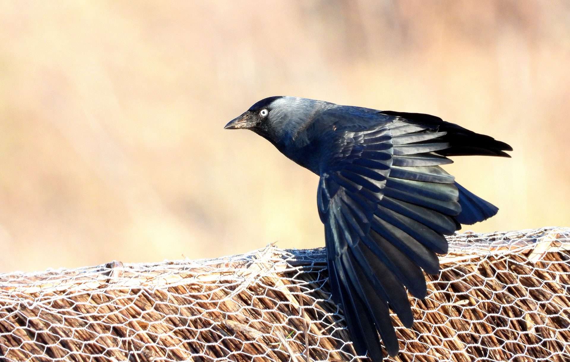 Jackdaw by Kenneth Bradley at Combeinteignhead